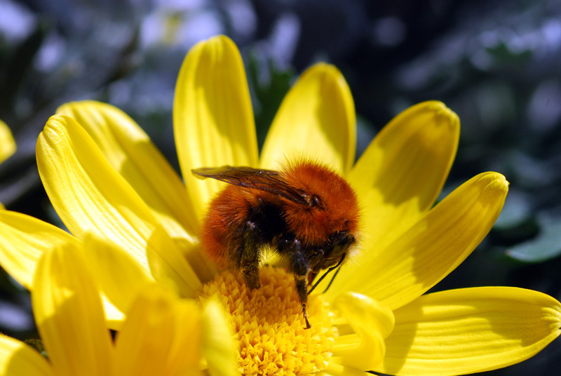 Bombus pascuorum